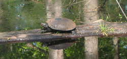 a turtle sunning itself on a log